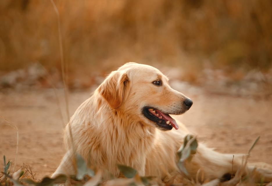 金毛犬图片