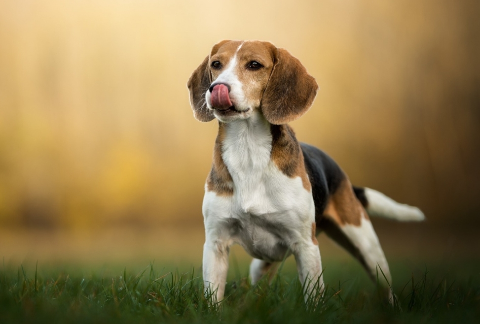 比格犬图片