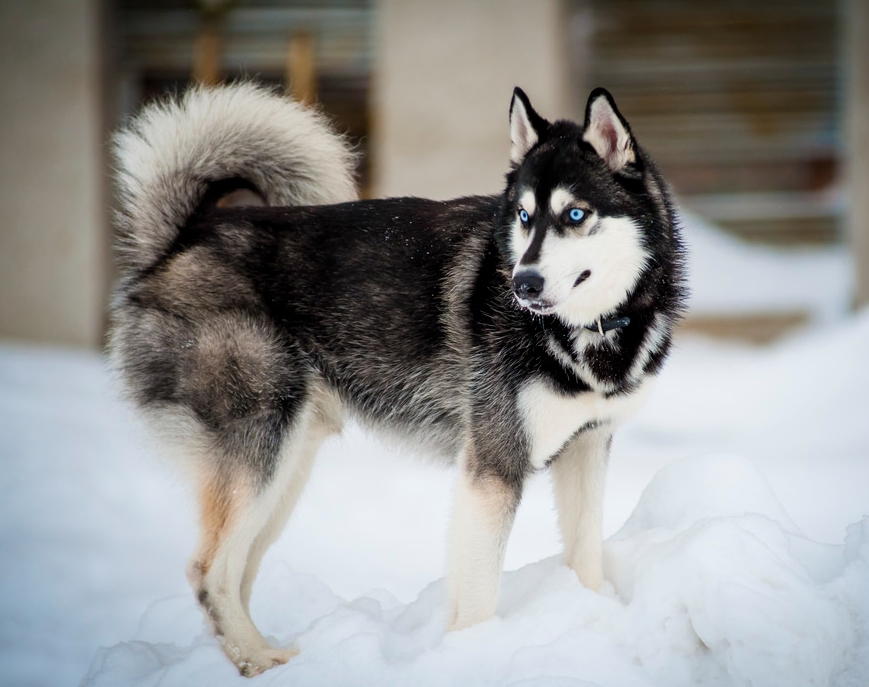 哈士奇犬的喂养方法和护理方法