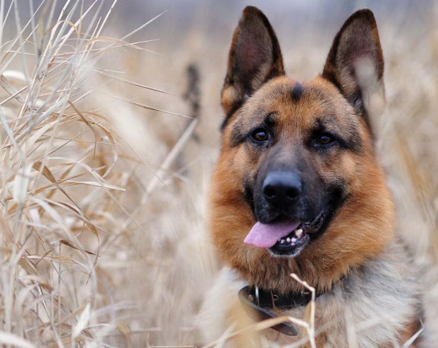 德国牧羊犬照片