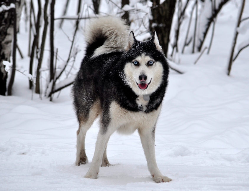 哈士奇犬的喂养方法和护理方法