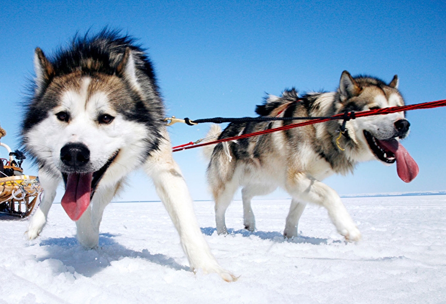 怎么养好阿拉斯加雪橇犬，喂养方法和方法整理