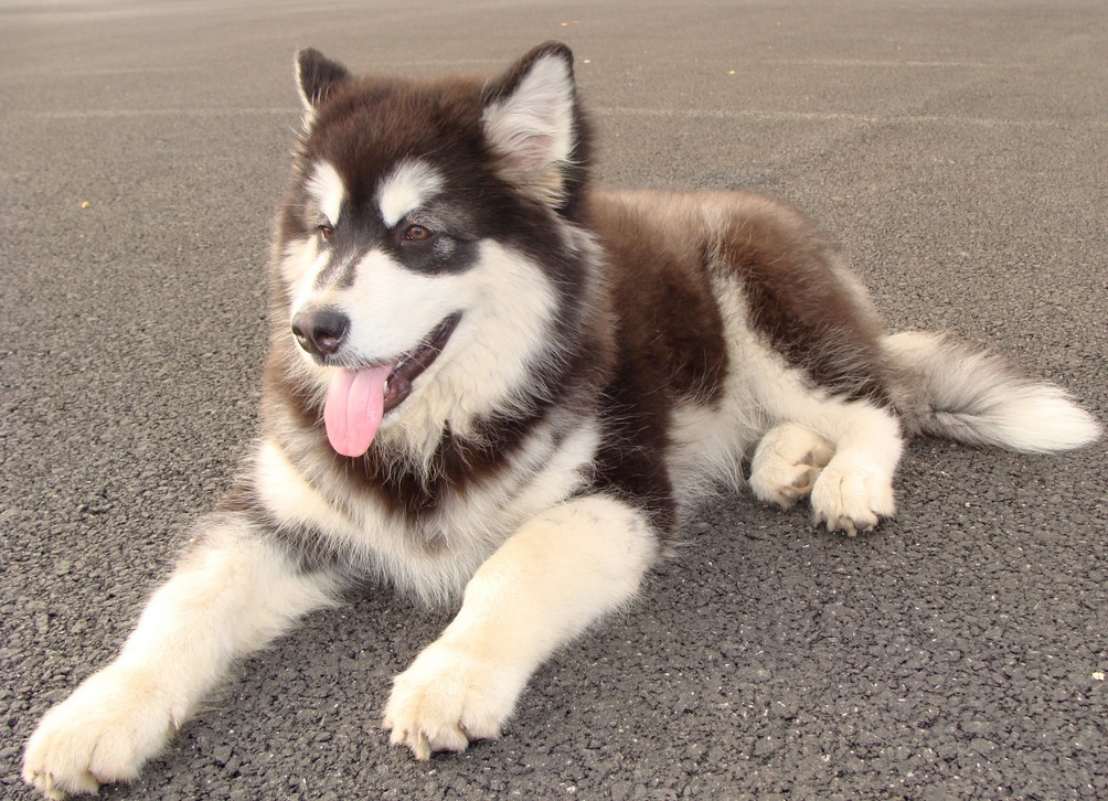 怎么养好阿拉斯加雪橇犬，喂养方法和方法整理