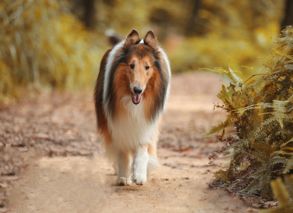 苏格兰牧羊犬介绍图片