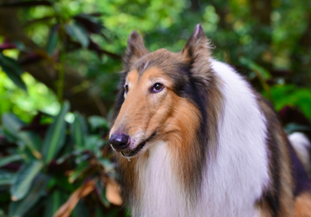 苏格兰牧羊犬介绍图片