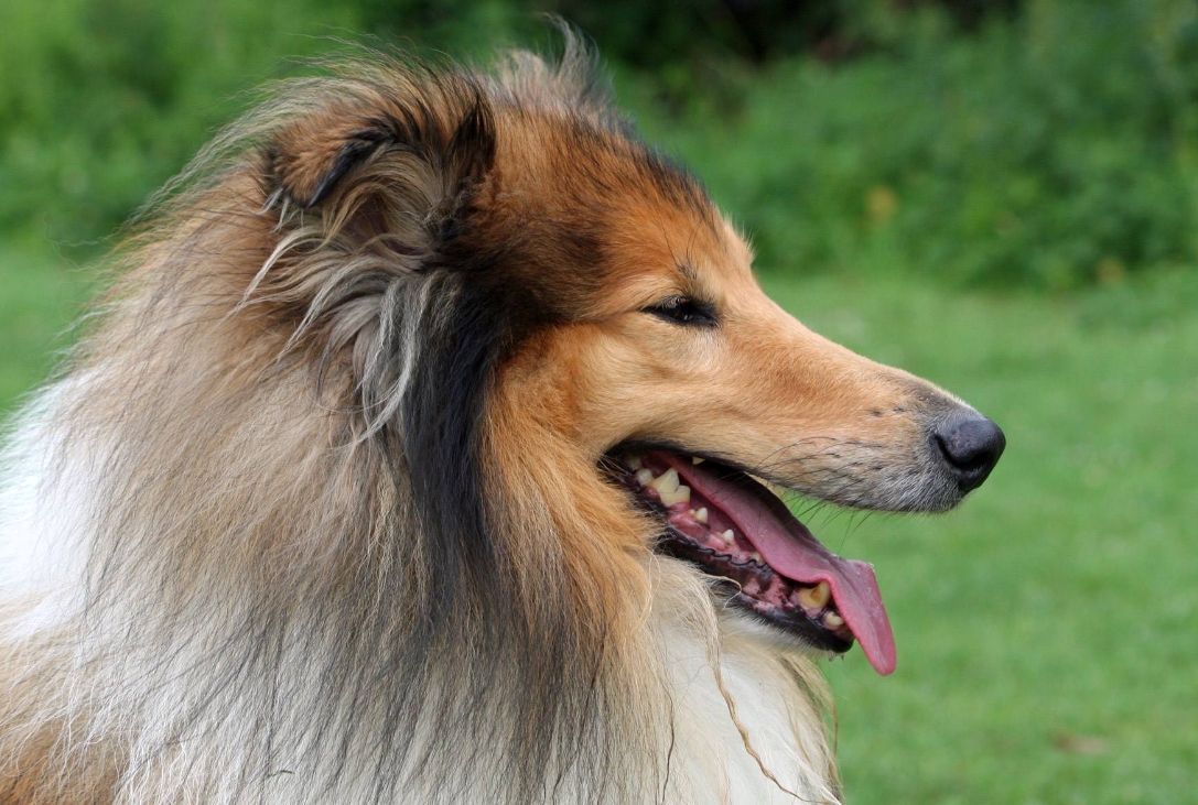 苏格兰牧羊犬介绍图片