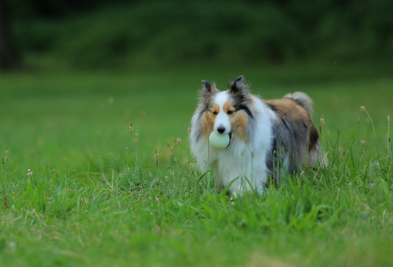 苏格兰牧羊犬介绍图片