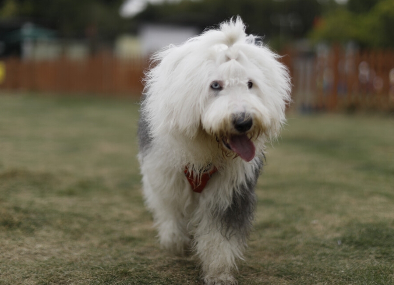 古代英国牧羊犬(古牧)的喂养方法和护理方法整理