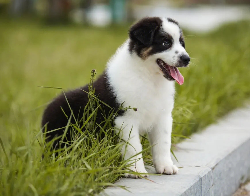 澳大利亚牧羊犬的喂养饲养方法