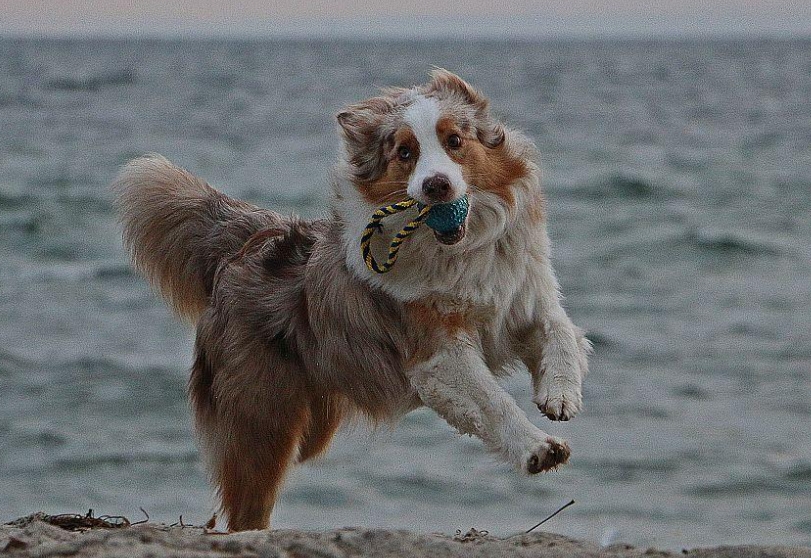 澳大利亚牧羊犬图片