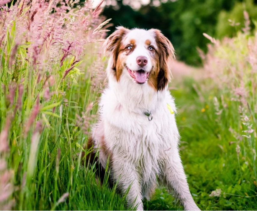 澳大利亚牧羊犬图片