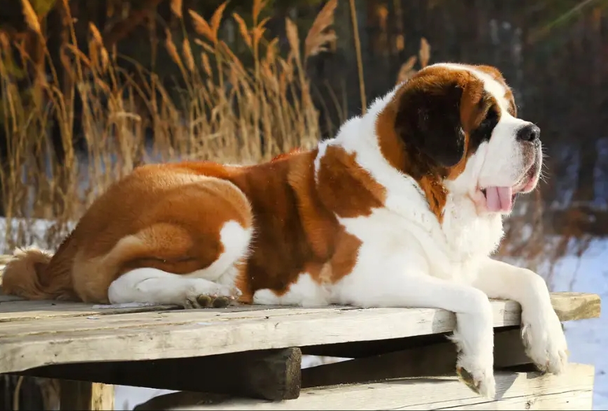 圣伯纳犬图片