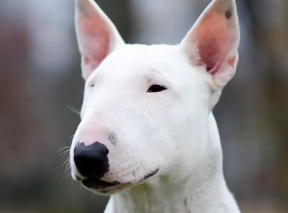 牛头梗犬饮食喂养方法