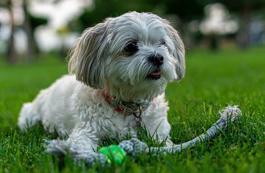 西施犬图片