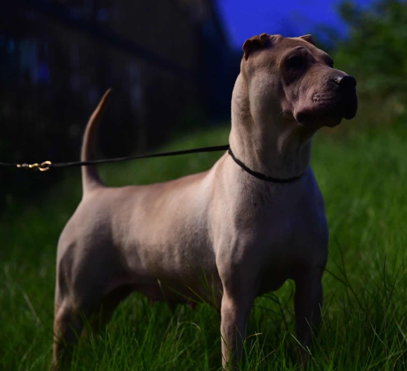 中国沙皮犬(沙皮狗)图片