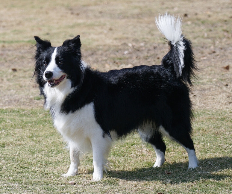 边境牧羊犬图片