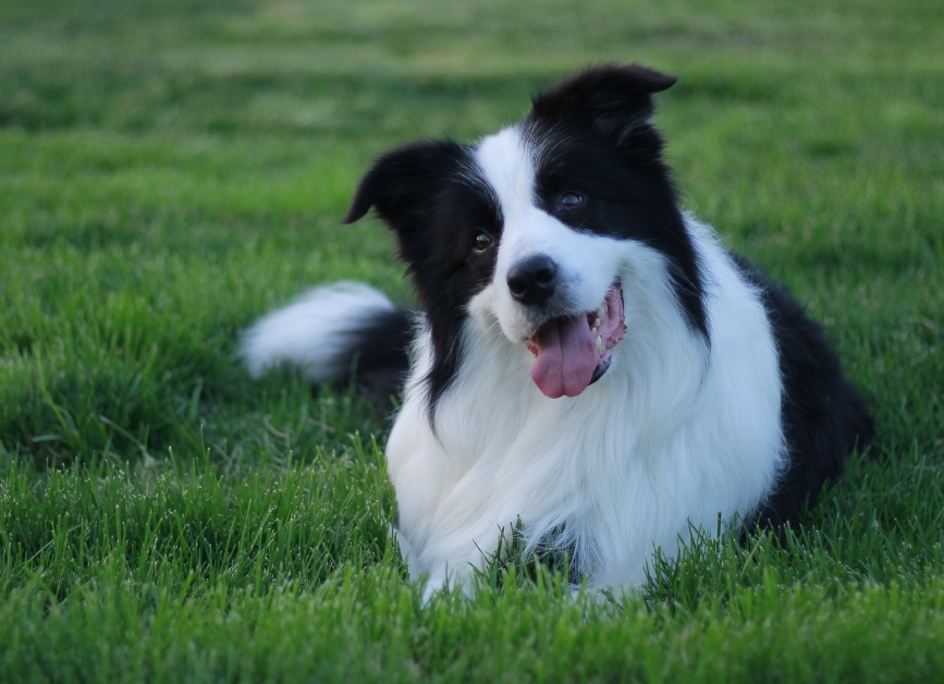 边境牧羊犬图片